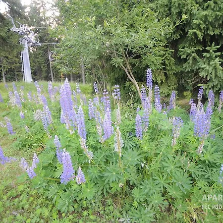 アパート Apartman Pec Pod Snezkou *